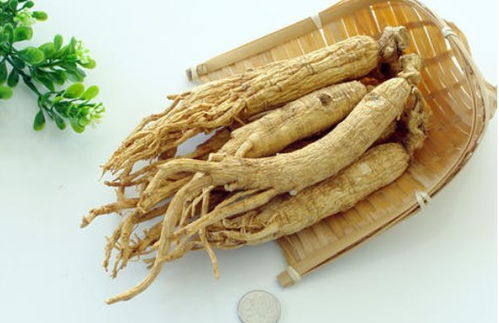 園參、林下山參與西洋參的共同點