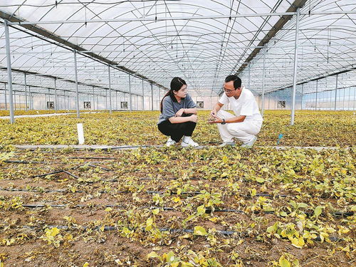 柘榮注入科技，一根參茁壯成長 西洋參產業的現代轉型