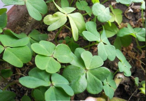 路邊盆栽藏玄機，西洋參根顯驚奇