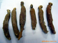 深耕沃土，匠心培育——探索人參種植的綠色未來